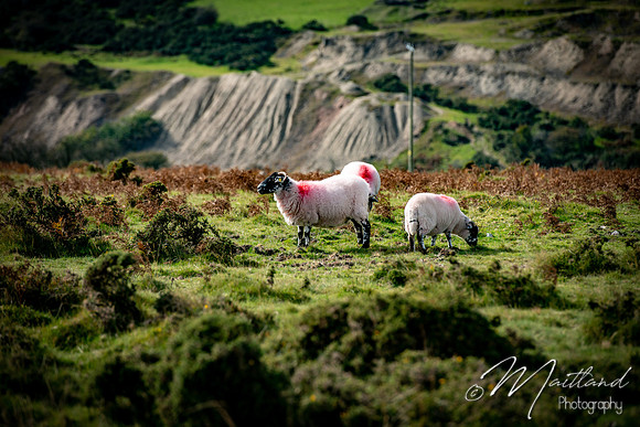Bodmin Moor