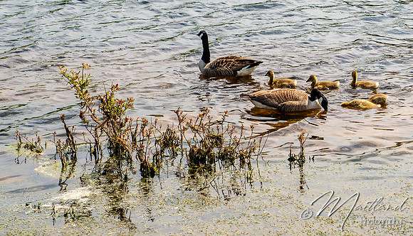 Siblyback Lake