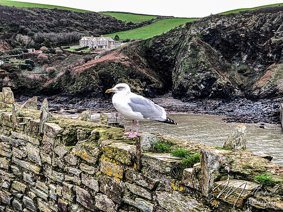Port Issac