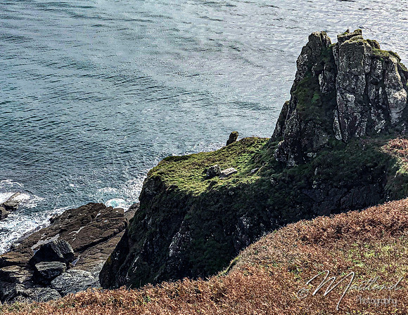 Cadgwith & Lizard